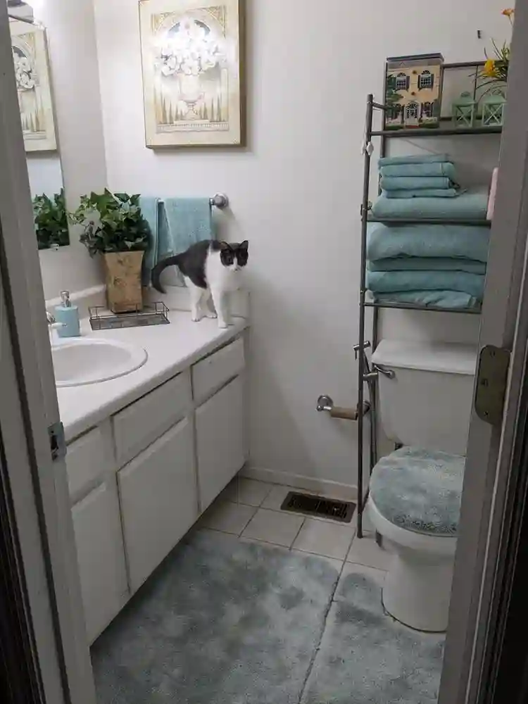 Need roommate in Hoover