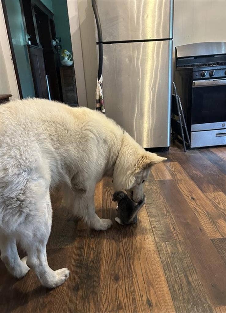 Looking for a roommate