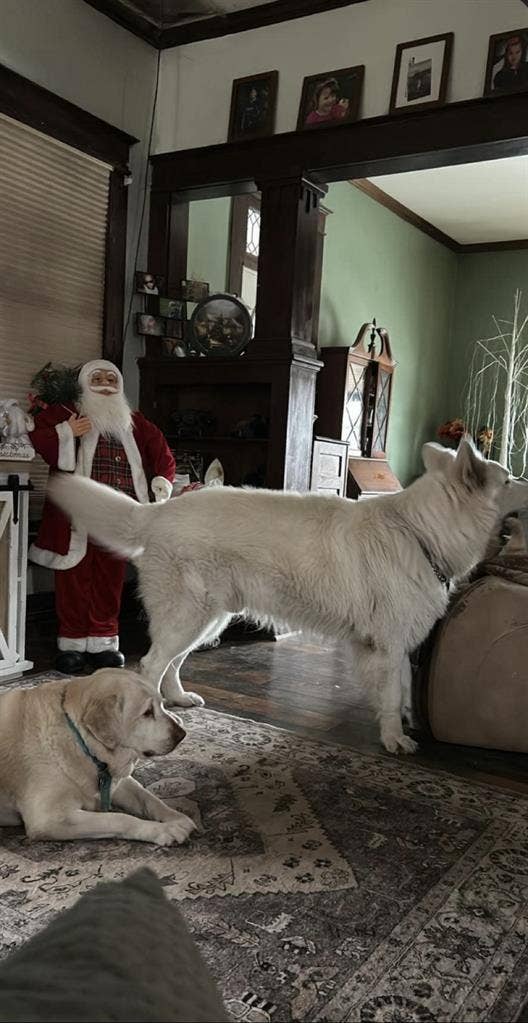 Looking for a roommate