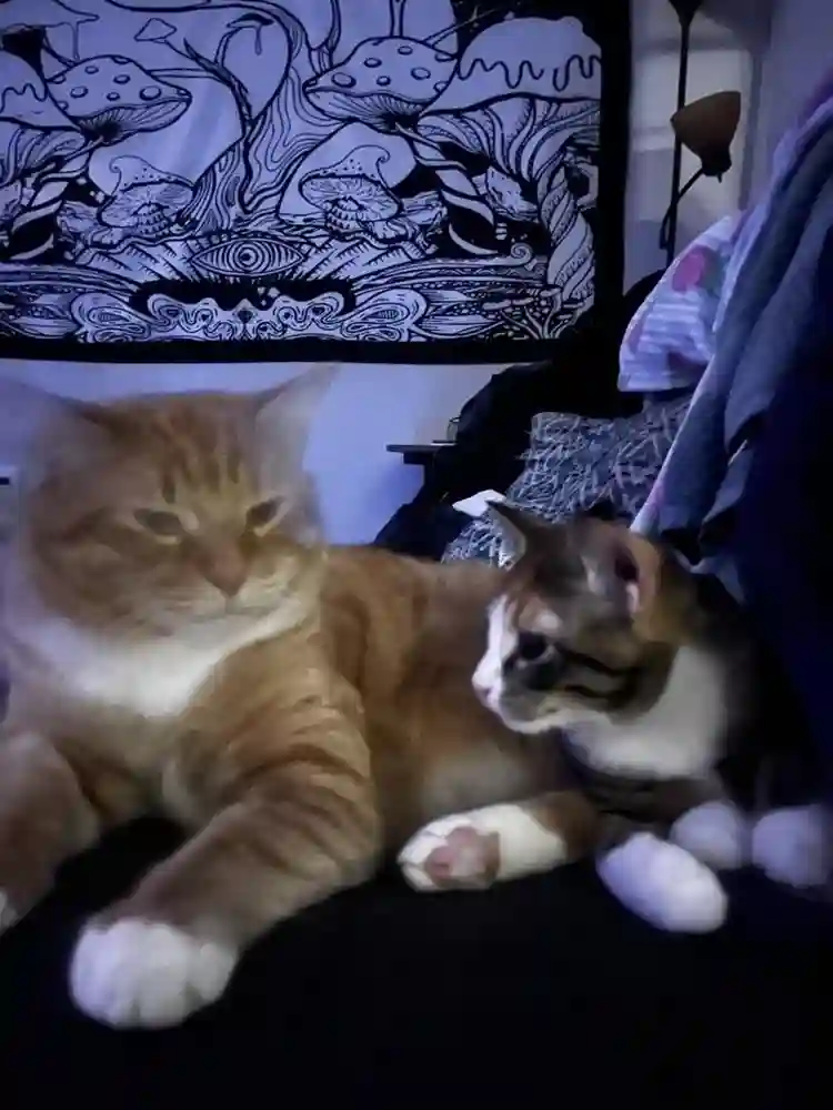 Villages of Meadowview - building A