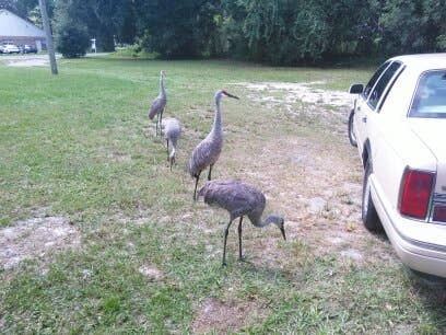 Downtown Kissimmee Studio Apartment