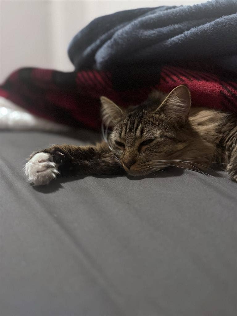 Looking for roommate in Nampa