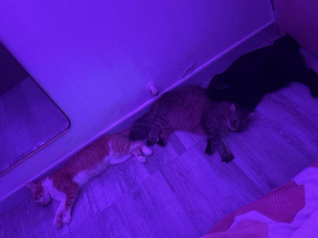 FINDING FOR A PET FRIENDLY ROOM