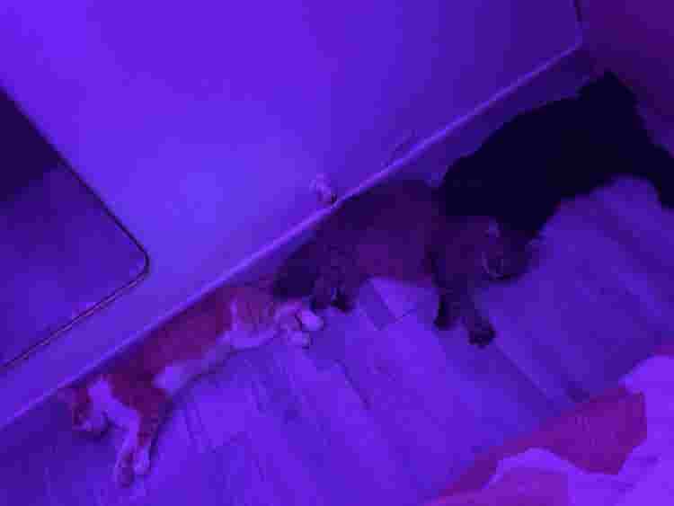 FINDING FOR A PET FRIENDLY ROOM