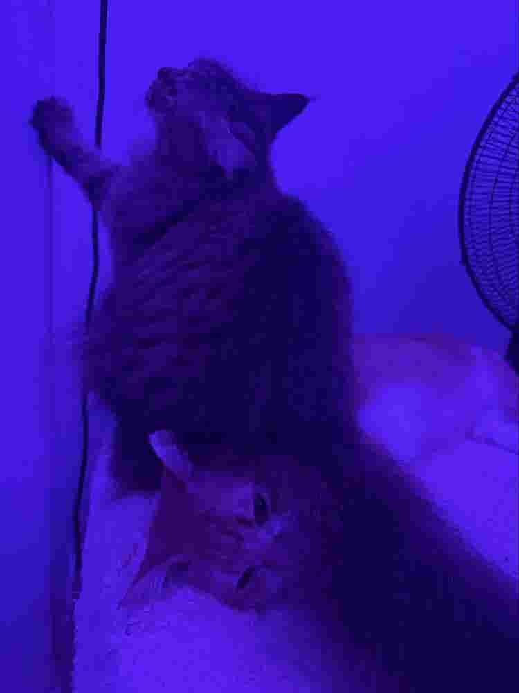 FINDING FOR A PET FRIENDLY ROOM