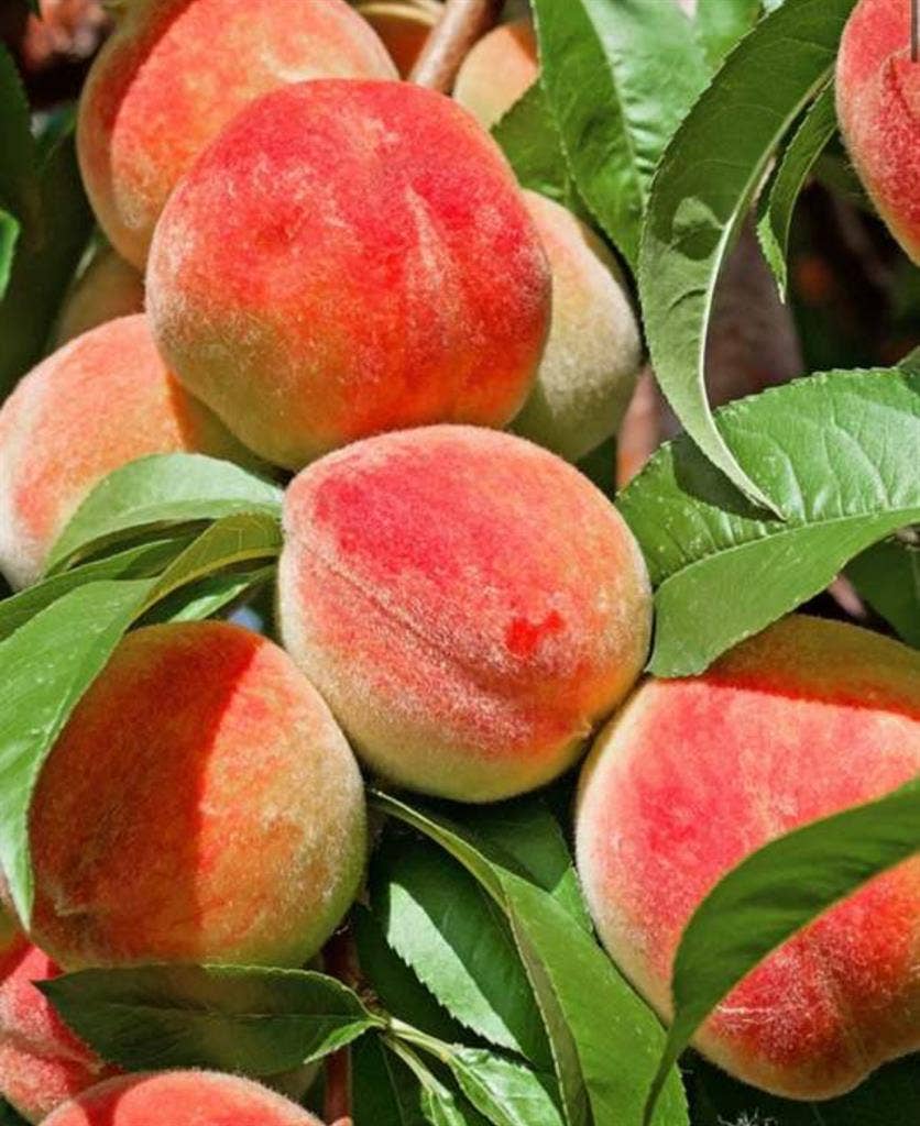 Quiet Room 4 rent with Pool/Garden