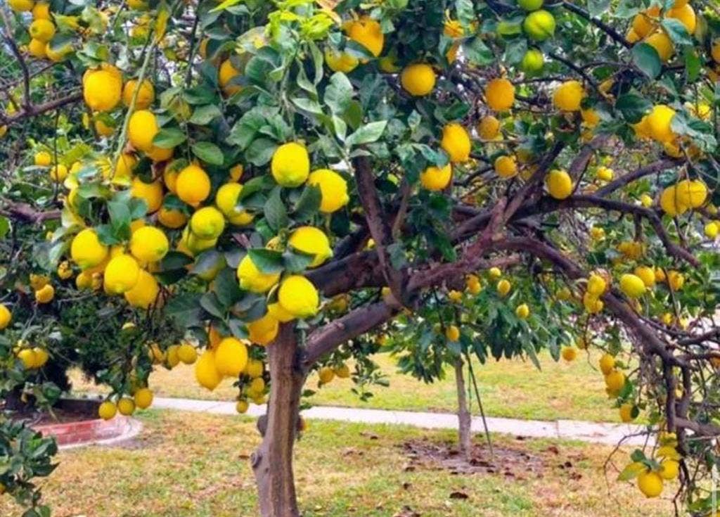 Quiet Room 4 rent with Pool/Garden