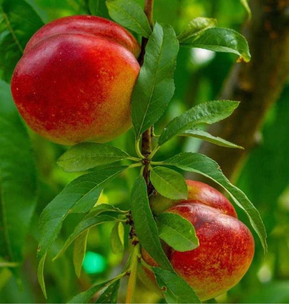 Quiet Room 4 rent with Pool/Garden