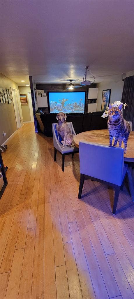 Looking for a  housemate