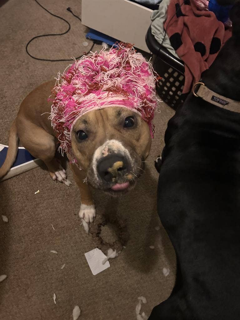 LGBTQ+ friendly home + Pure Energy