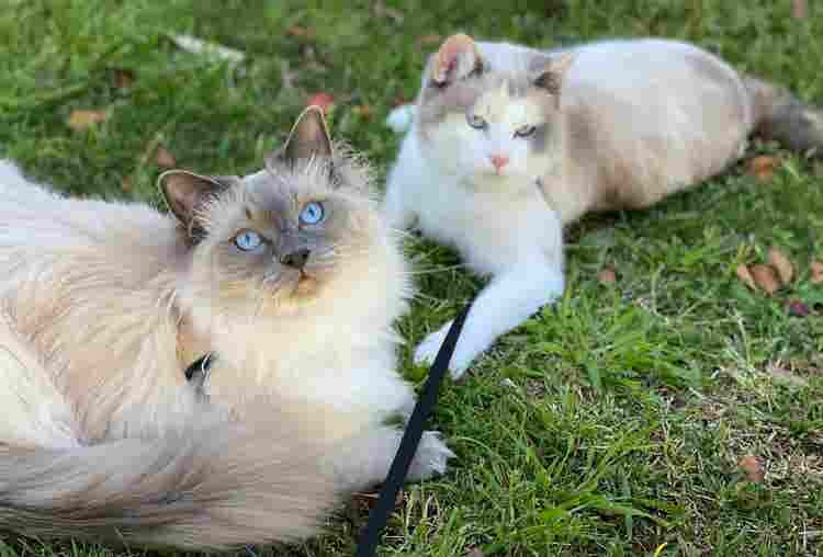 Room in a friendly house