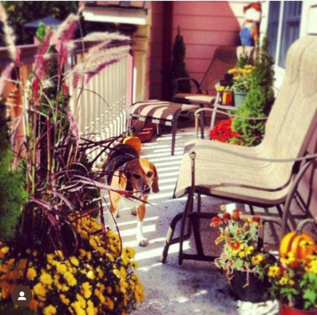 $/mo. bedroom Beagle Included