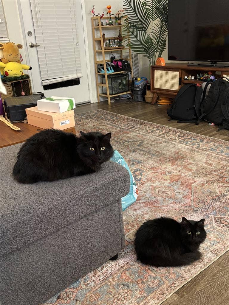 Furnished Apartment with Cats