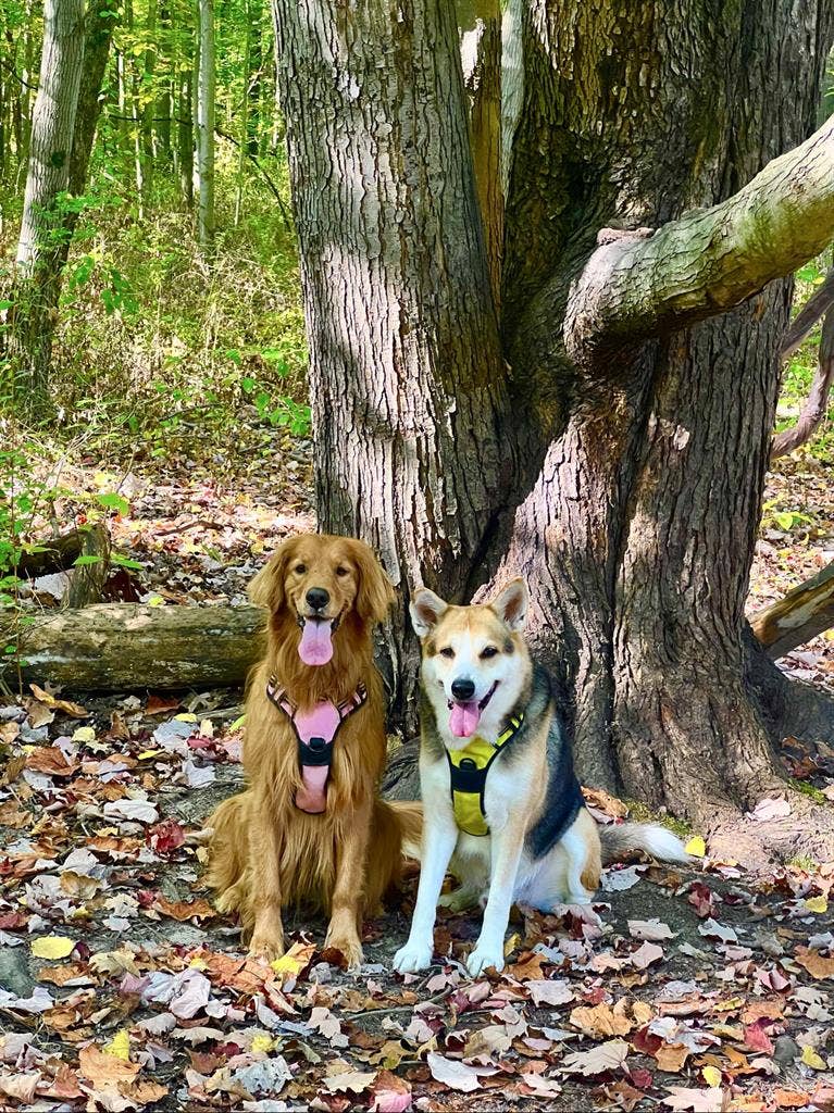 Looking for a Roommate