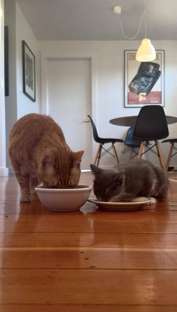 Roommate Needed Jan 1st