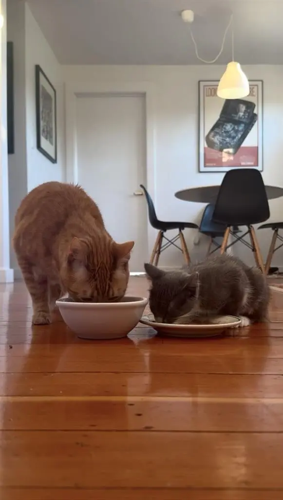 Roommate Needed Jan 1st