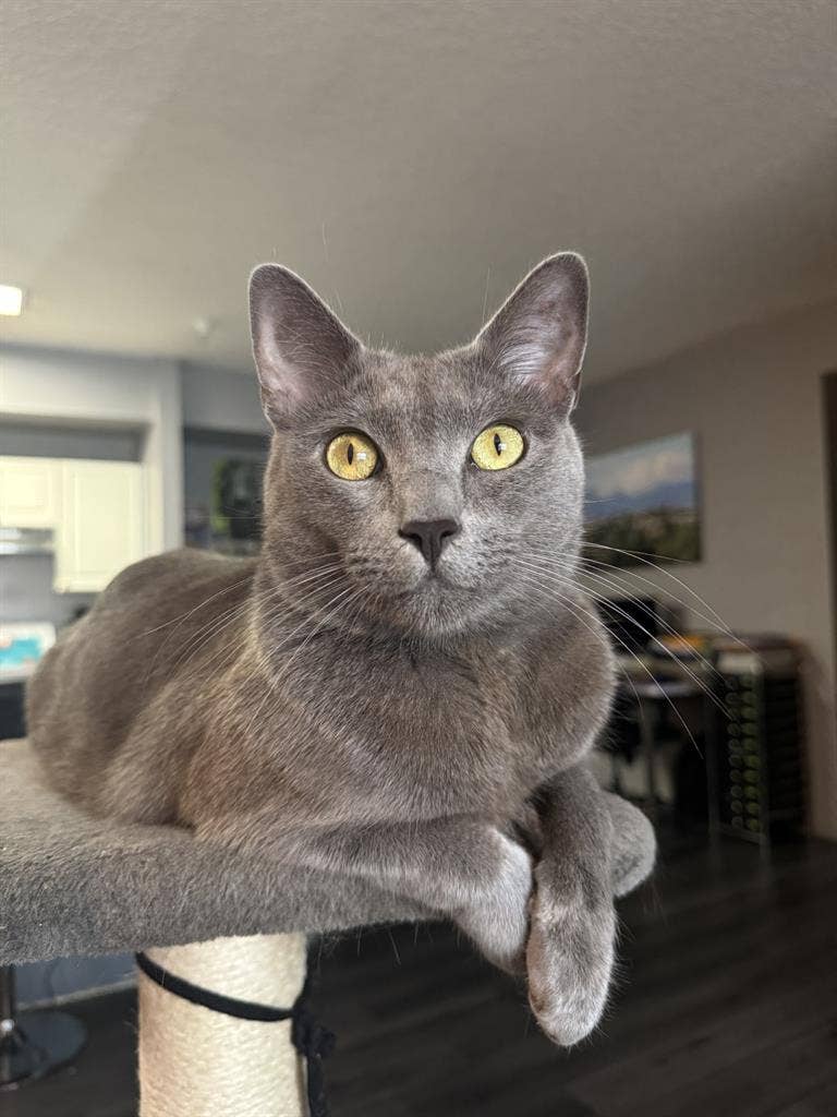 Furnished room in Metrowest (JUNE)