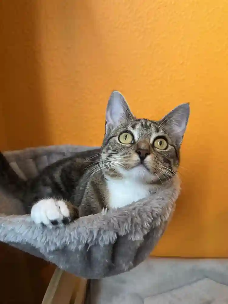 Furnished room in Metrowest