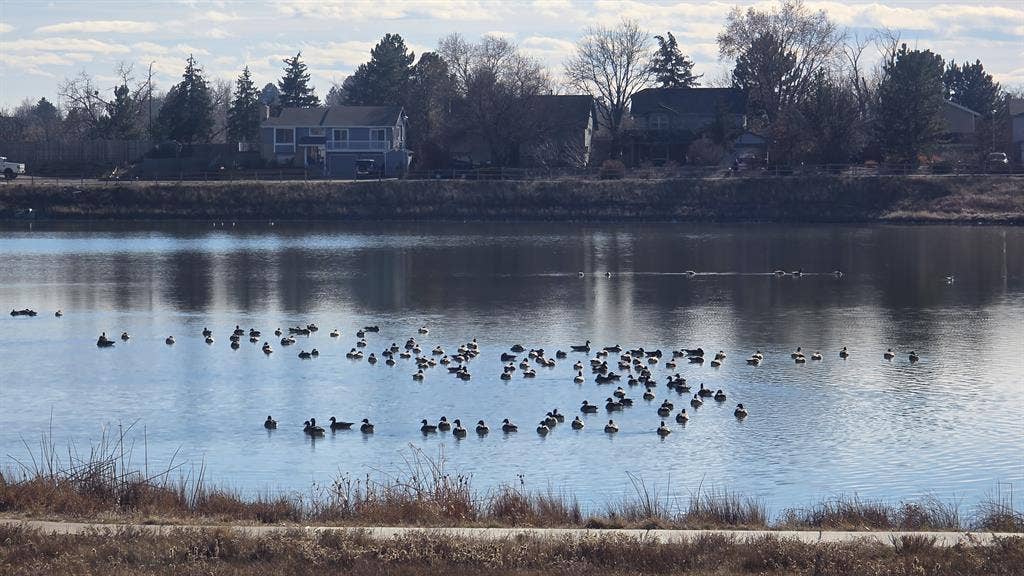2 ROOMS and Private Bath in Arvada