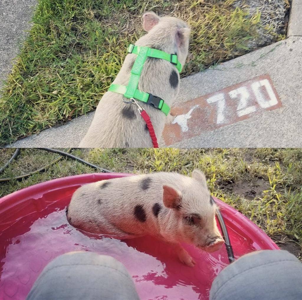 ROOM IN THE PFLUG | 2-Story House