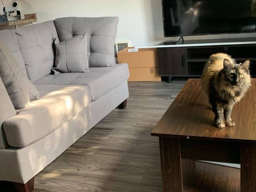 Looking for roommate