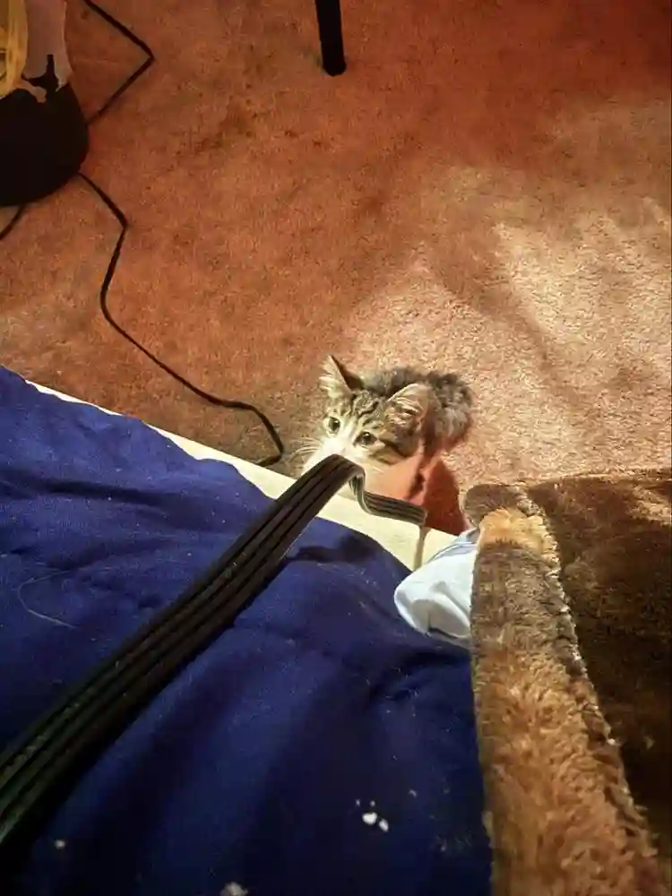 Shared roommate for sale