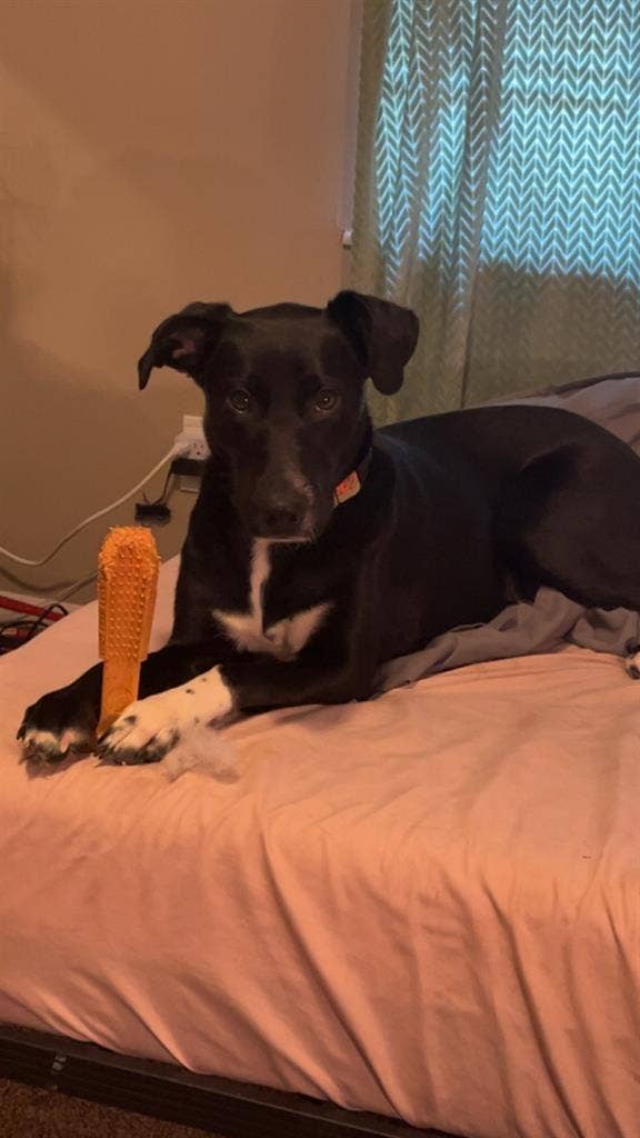 Looking for a roommate!