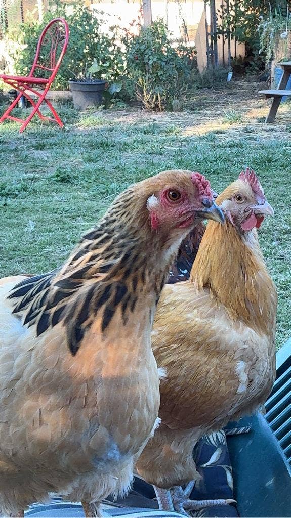 Cozy home near old town Beaverton