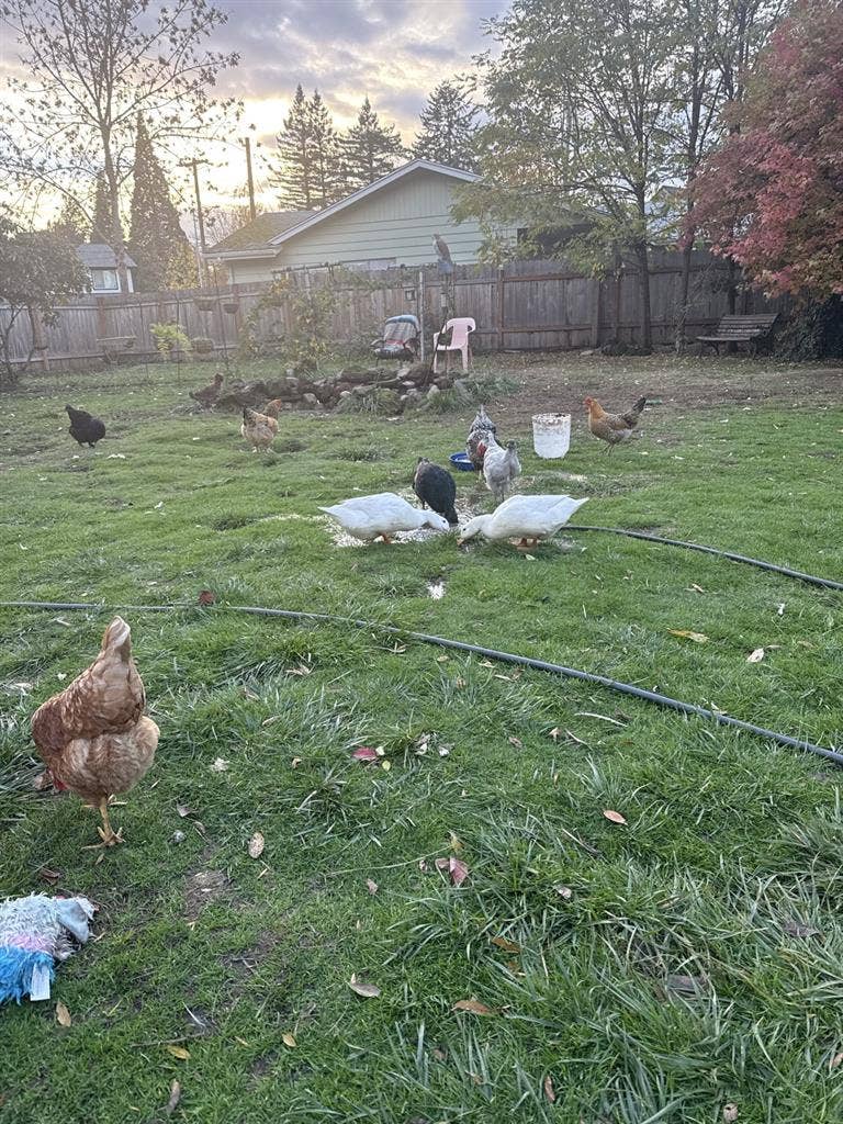 Cozy home near old town Beaverton