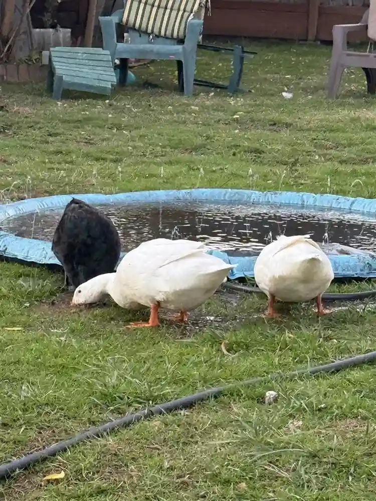 Cozy home near old town Beaverton