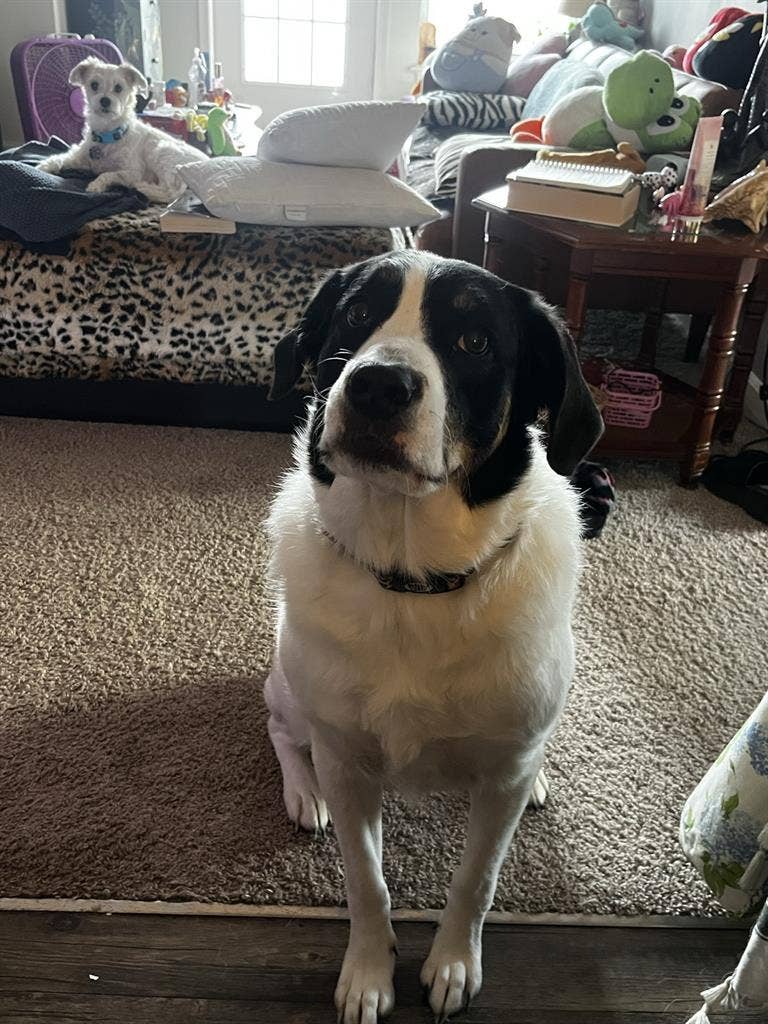 Room opening up in my apartment!