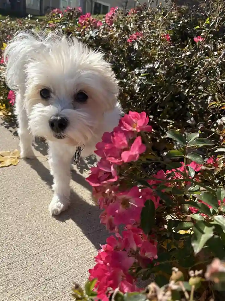 Room opening up in my apartment!