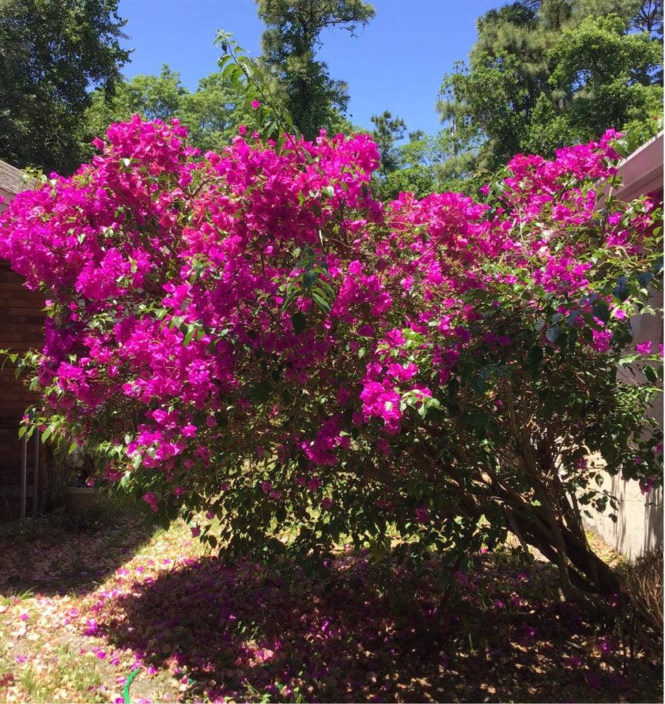 Room for rent- TWO MILES FROM UCF