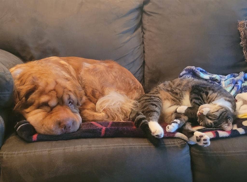 Monthly Flat fee - roommates wanted