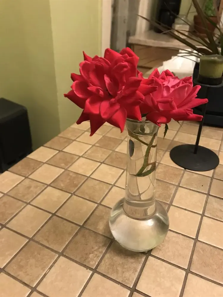 STUDENT / Professional /Out of town