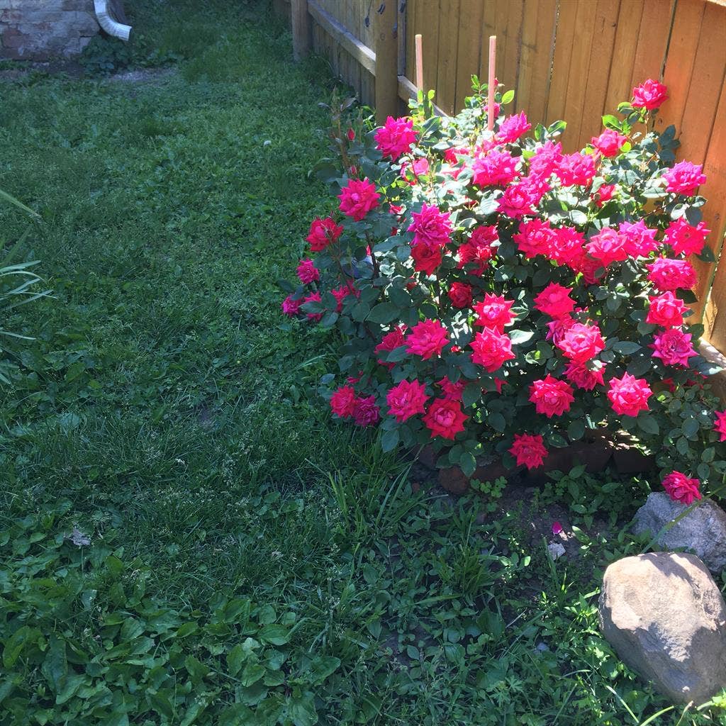 STUDENT / Professional /Out of town