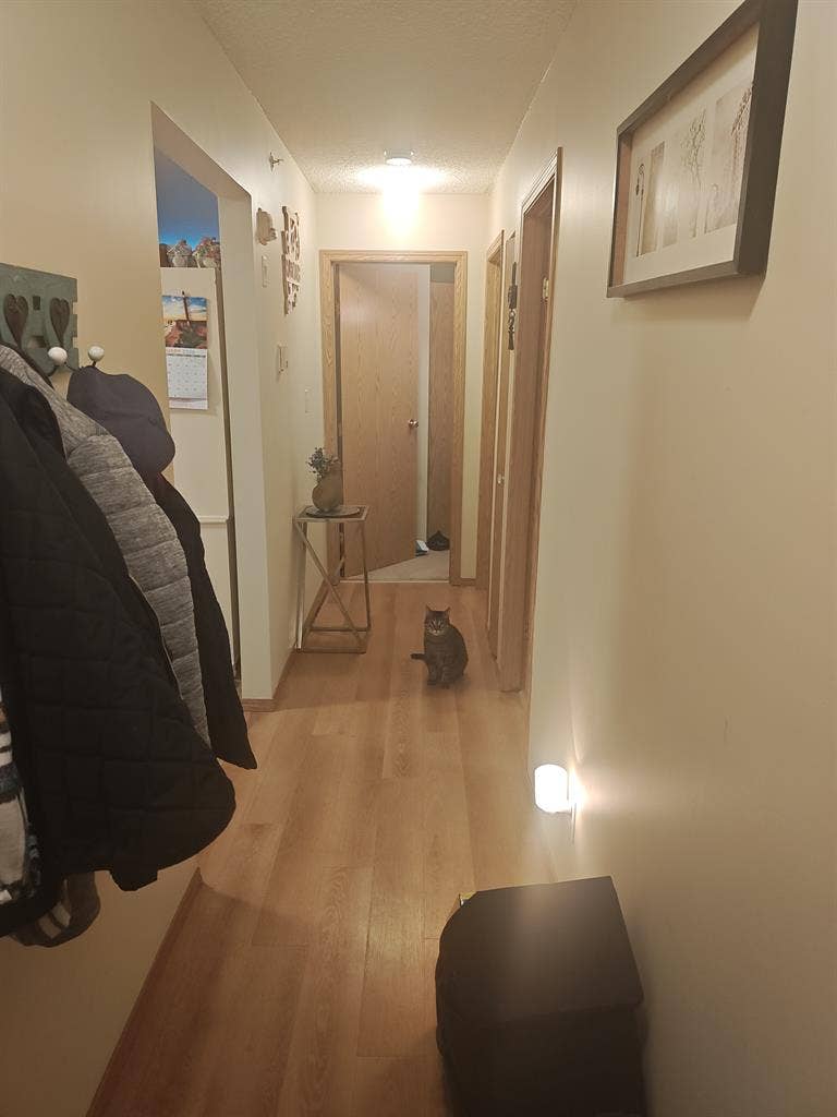 Cool Roommate wanted