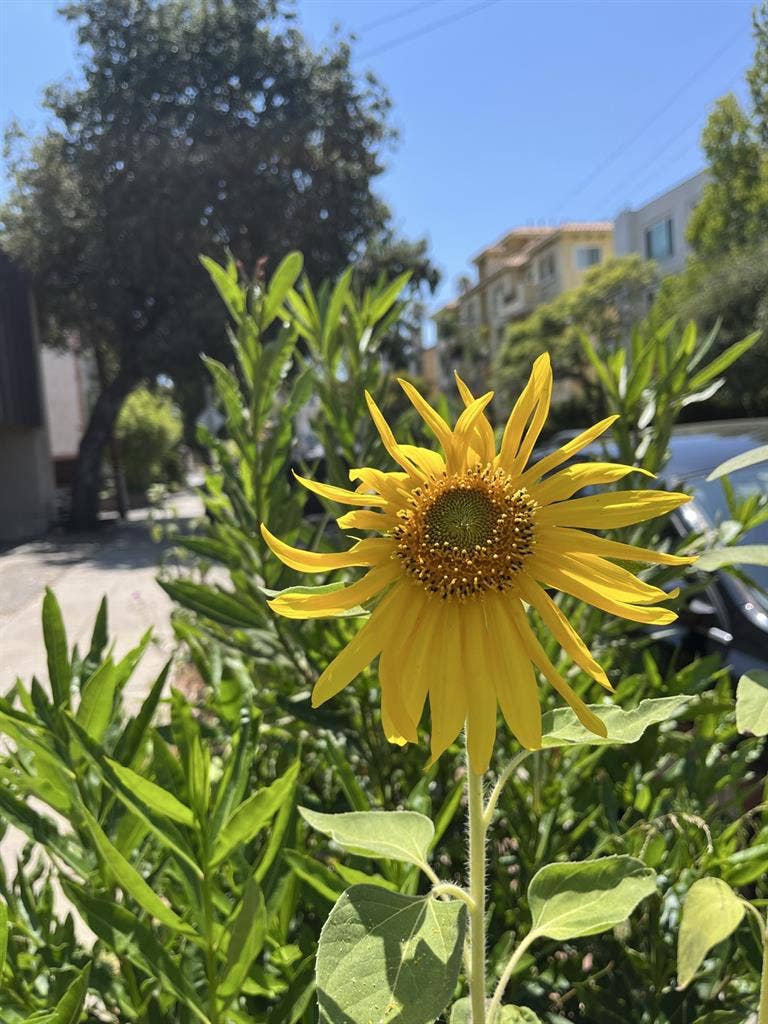 Sharing 2 bedroom apartment in West