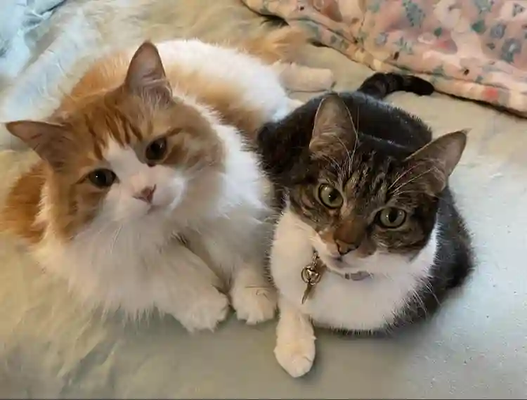 3rd roommate for Astoria home