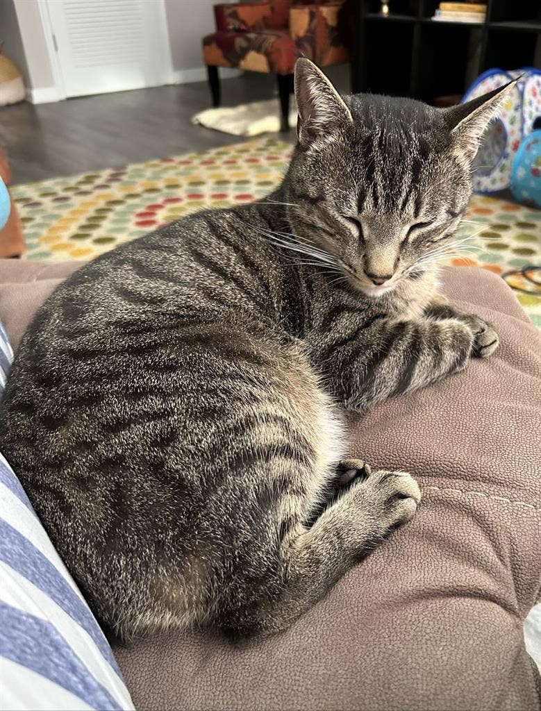 Available last week of Aprill