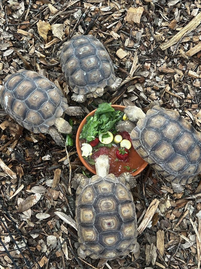 Two rooms for rent. UTSA Area