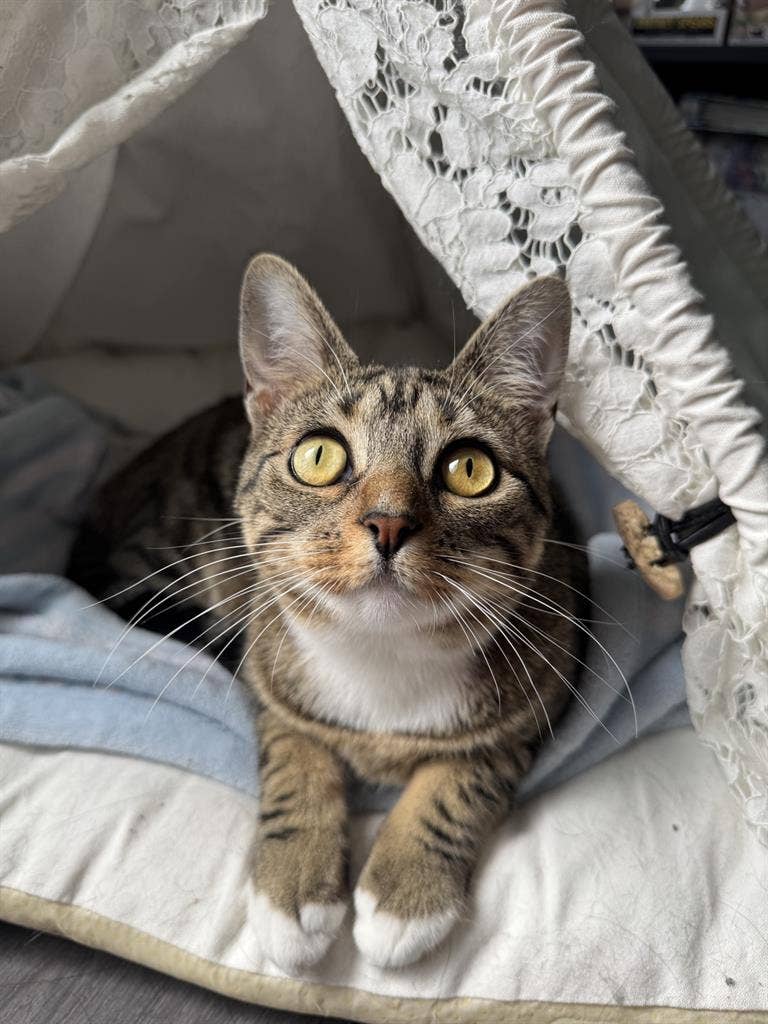 Furnished Room in Metrowest June 1