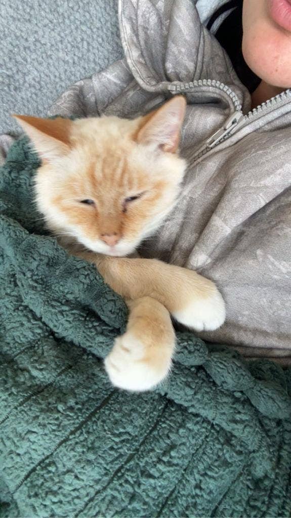 Looking for a new roommate by April