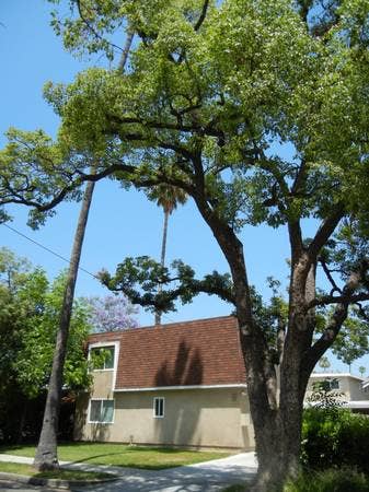 Walk to Caltech/PCC, Furnished+WiFi