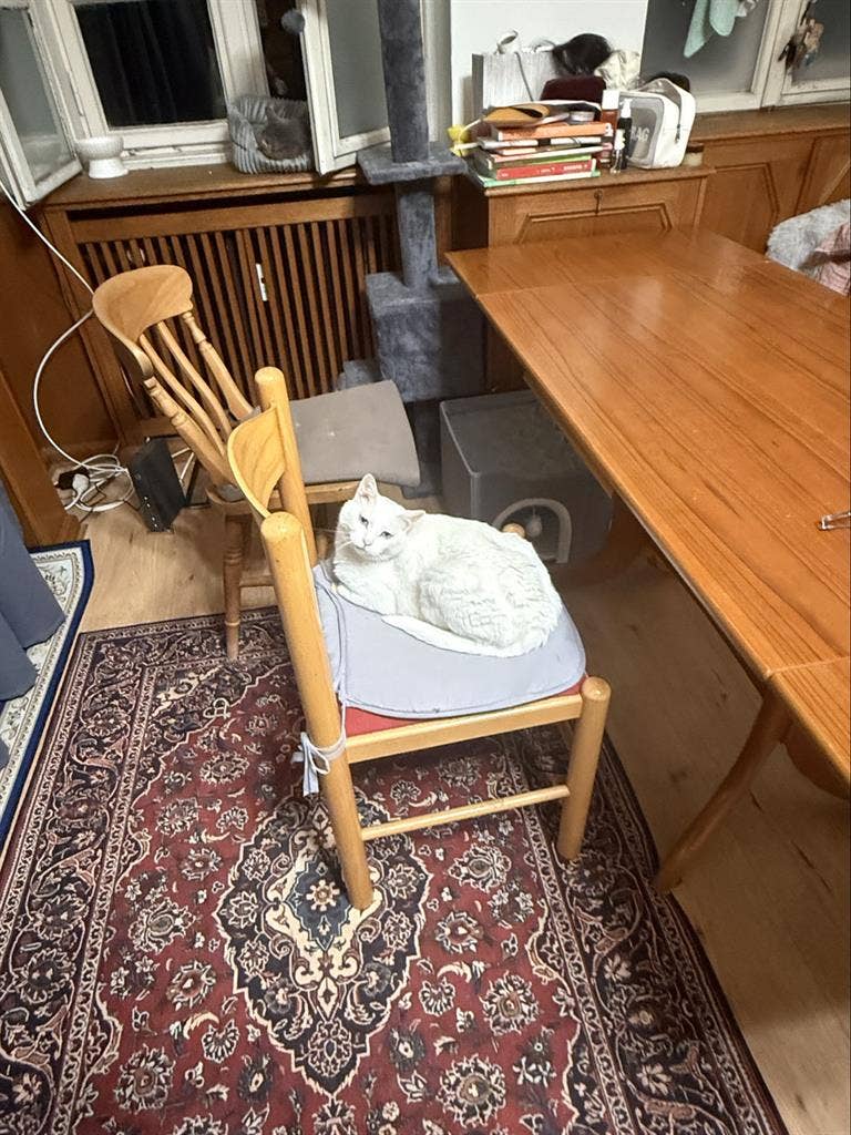 Looking for a roommate for my pets