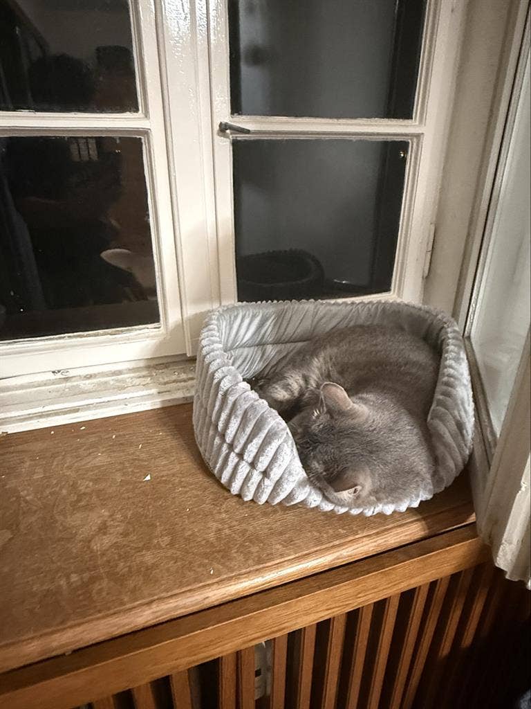 Looking for a roommate for my pets