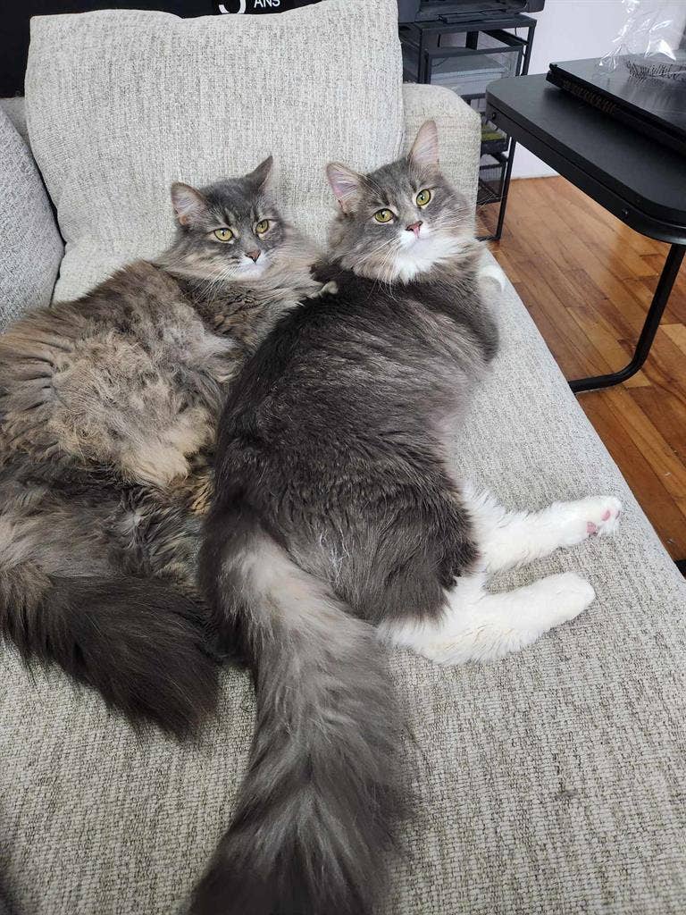 Looking for female roommatw