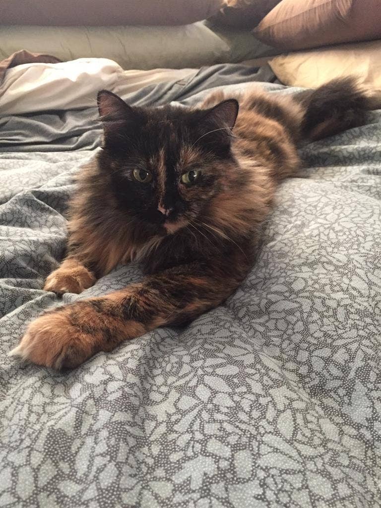 Sunny Room In House -- Pet Okay
