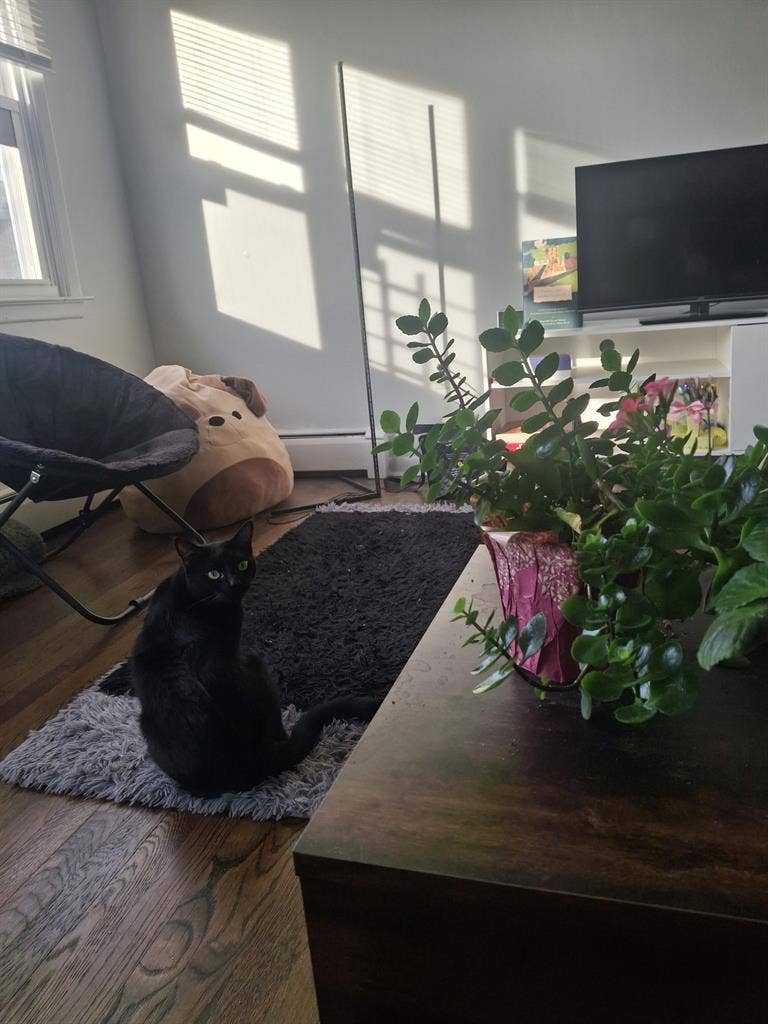 Seeking 2 roommates clifton nj