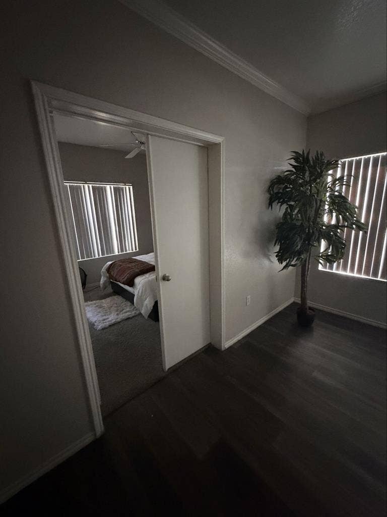 Looking for a roommate